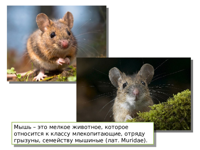 Мышь – это мелкое животное, которое относится к классу млекопитающие, отряду грызуны, семейству мышиные (лат. Muridae). 