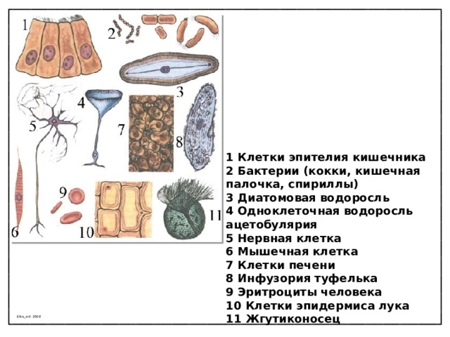 1 Клетки эпителия кишечника  2 Бактерии (кокки, кишечная палочка, спириллы)  3 Диатомовая водоросль  4 Одноклеточная водоросль ацетобулярия  5 Нервная клетка  6 Мышечная клетка  7 Клетки печени  8 Инфузория туфелька  9 Эритроциты человека  10 Клетки эпидермиса лука  11 Жгутиконосец Elko_a © 2008 