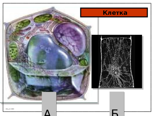  Клетка  8  Б  А Elko_a © 2008 