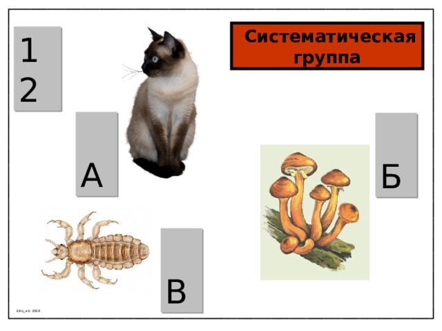  Систематическая группа 12  А  Б  В Elko_a © 2008 