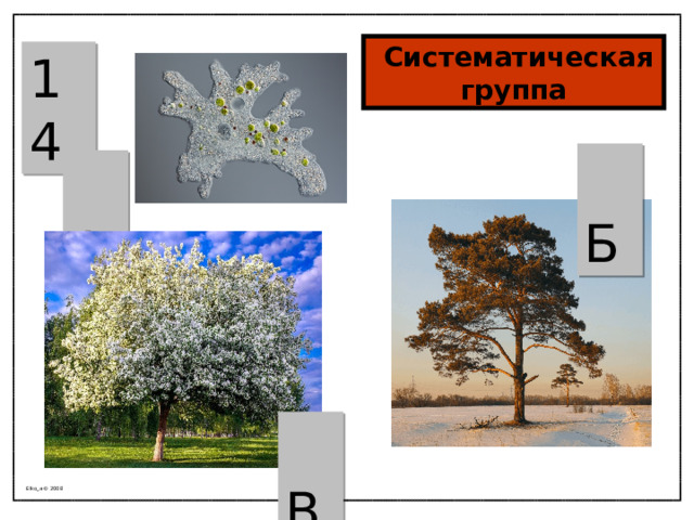  Систематическая группа 14  Б  А  В Elko_a © 2008 