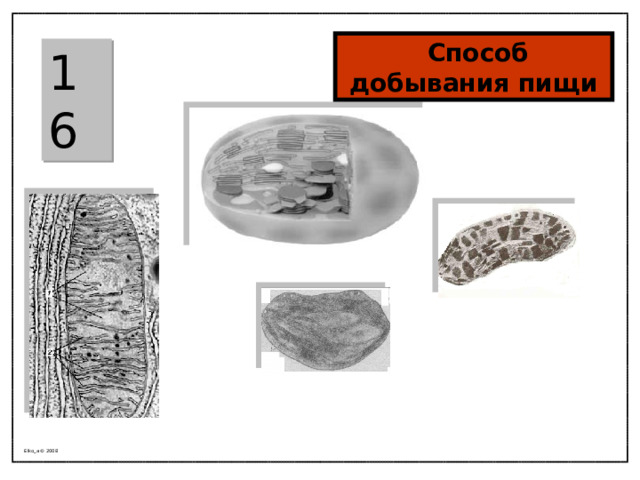  Способ добывания пищи 16 Elko_a © 2008 