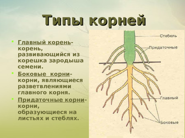 Типы корней Главный корень -корень, развивающийся из корешка зародыша семени. Боковые корни -корни, являющиеся разветвлениями главного корня. Придаточные корни -корни, образующиеся на листьях и стеблях. 