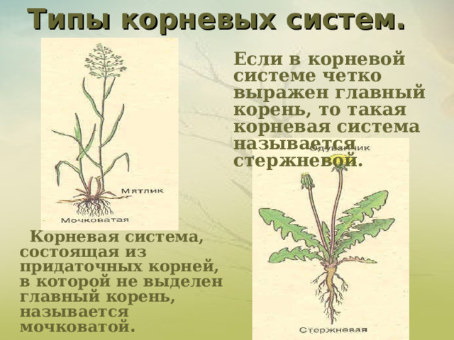 Что значит закрытая корневая система. Стержневая корневая система. Корень это биология. Стебель корневища название. Стержневая корневая система пастушья сумка.