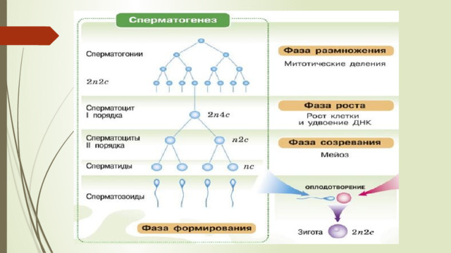 Расставьте на схеме недостающие подписи гаметогенез у животных