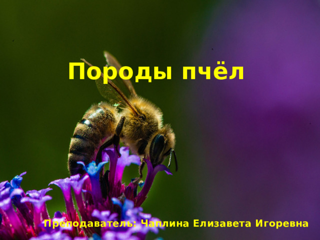 Породы пчёл Преподаватель: Чаплина Елизавета Игоревна 