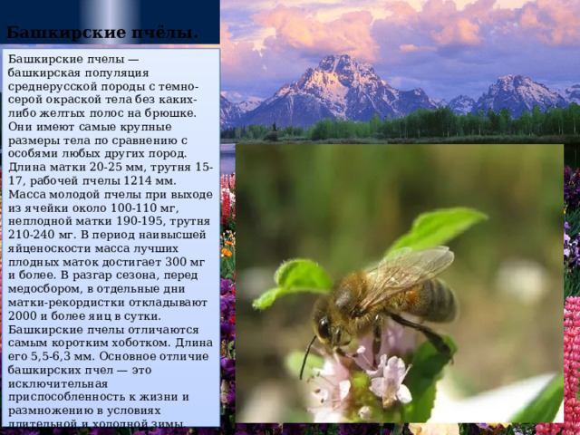 Башкирские пчёлы. Башкирские пчелы — башкирская популяция среднерусской породы с темно-серой окраской тела без каких-либо желтых полос на брюшке. Они имеют самые крупные размеры тела по сравнению с особями любых других пород. Длина матки 20-25 мм, трутня 15-17, рабочей пчелы 1214 мм. Масса молодой пчелы при выходе из ячейки около 100-110 мг, неплодной матки 190-195, трутня 210-240 мг. В период наивысшей яйценоскости масса лучших плодных маток достигает 300 мг и более. В разгар сезона, перед медосбором, в отдельные дни матки-рекордистки откладывают 2000 и более яиц в сутки. Башкирские пчелы отличаются самым коротким хоботком. Длина его 5,5-6,3 мм.  Основное отличие башкирских пчел — это исключительная приспособленность к жизни и размножению в условиях длительной и холодной зимы. Они способны не покидать гнездо шесть-семь месяцев холодного периода года и при этом хорошо удерживают до 40 мг экскрементов в задней кишке. 