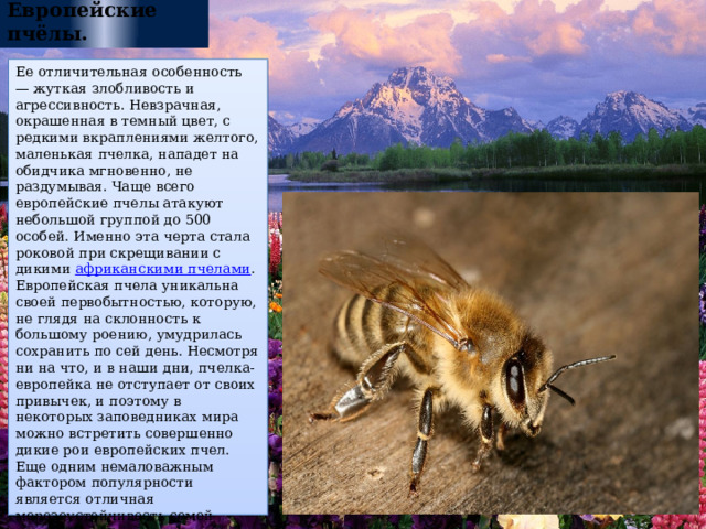 Европейские пчёлы. Ее отличительная особенность — жуткая злобливость и агрессивность. Невзрачная, окрашенная в темный цвет, с редкими вкраплениями желтого, маленькая пчелка, нападет на обидчика мгновенно, не раздумывая. Чаще всего европейские пчелы атакуют небольшой группой до 500 особей. Именно эта черта стала роковой при скрещивании с дикими  африканскими пчелами . Европейская пчела уникальна своей первобытностью, которую, не глядя на склонность к большому роению, умудрилась сохранить по сей день. Несмотря ни на что, и в наши дни, пчелка-европейка не отступает от своих привычек, и поэтому в некоторых заповедниках мира можно встретить совершенно дикие рои европейских пчел. Еще одним немаловажным фактором популярности является отличная морозоустойчивость семей европейской пчелы.   