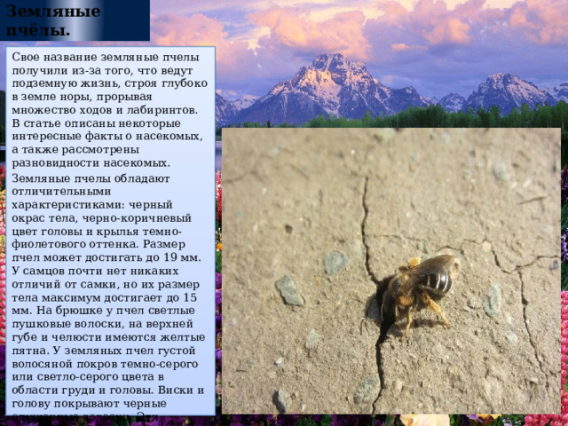 Земляные пчёлы. Свое название земляные пчелы получили из-за того, что ведут подземную жизнь, строя глубоко в земле норы, прорывая множество ходов и лабиринтов. В статье описаны некоторые интересные факты о насекомых, а также рассмотрены разновидности насекомых. Земляные пчелы обладают отличительными характеристиками: черный окрас тела, черно-коричневый цвет головы и крылья темно-фиолетового оттенка. Размер пчел может достигать до 19 мм. У самцов почти нет никаких отличий от самки, но их размер тела максимум достигает до 15 мм. На брюшке у пчел светлые пушковые волоски, на верхней губе и челюсти имеются желтые пятна. У земляных пчел густой волосяной покров темно-серого или светло-серого цвета в области груди и головы. Виски и голову покрывают черные опушенные волоски. Эти насекомые любят рыть норы в песчаной местности, лесах, полях. 