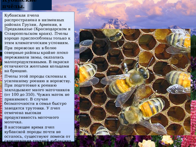 Кубанские пчёлы. Кубанская пчела распространена в низменных районах Грузии, Армении, в Предкавказье (Краснодарском и Ставропольском краях). Пчелы хорошо приспособлены только к этим климатическим условиям. При перевозке их в более северные районы крайне плохо переживали зимы, оказались малопродуктивными. В окраске отличаются желтыми кольцами на брюшке. Пчелы этой породы склонны к усиленному роению и воровству. При подготовке к роению закладывают много маточников (от 100 до 350). Чужих маток не принимают. В случае безматочности в семье быстро заводятся трутовки. У пчел отмечена высокая продуктивность маточного молочка. В настоящее время пчел кубанской породы почти не осталось, существуют помеси от скрещивания трутней кубанских пчел и местных маток. Эти помеси отличаются плохой зимостойкостью и малой продуктивностью. 