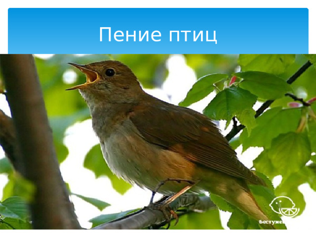 Пение птиц 