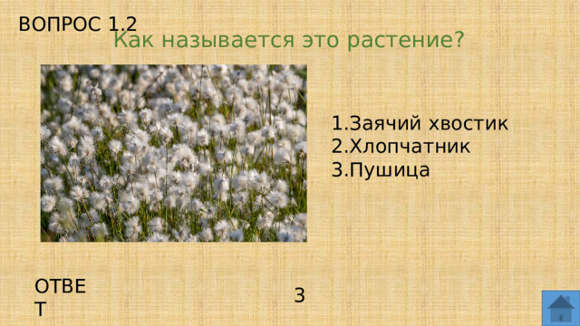 ВОПРОС 1.2 Как называется это растение? Заячий хвостик Хлопчатник Пушица ОТВЕТ 3  