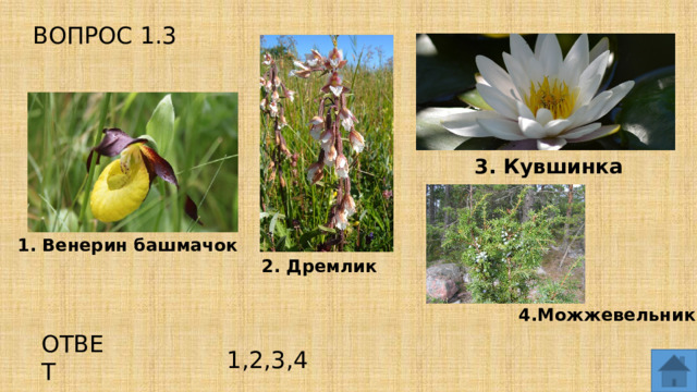 ВОПРОС 1.3 3. Кувшинка 1. Венерин башмачок 2. Дремлик  4.Можжевельник ОТВЕТ 1,2,3,4  