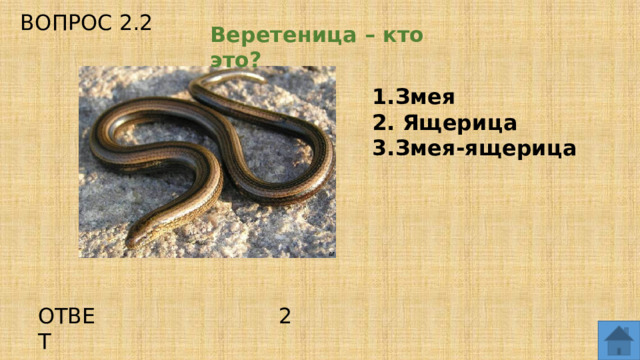 ВОПРОС 2.2 Веретеница – кто это? Змея  Ящерица Змея-ящерица ОТВЕТ 2  
