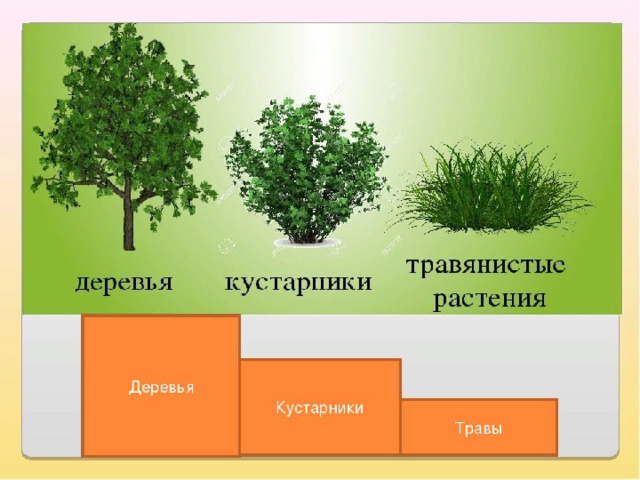 Презентация на тему Кустарники леса