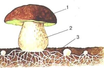 Рассмотрите рисунок подпишите названия частей гриба обозначенные цифрами