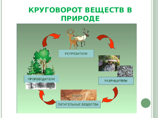 КРУГОВОРОТ ВЕЩЕСТВ В ПРИРОДЕ 