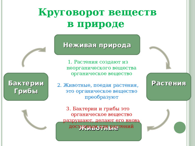 Круговорот веществ  в природе Неживая природа 1. Растения создают из неорганического вещества органическое вещество 2. Животные, поедая растения, это органическое вещество преобразуют 3. Бактерии и грибы это органическое вещество разрушают, делают его вновь доступным для растений Бактерии Грибы Растения  Животные  
