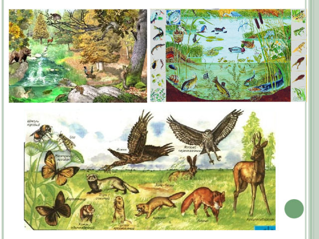 Рисунок природного сообщества 5 класс
