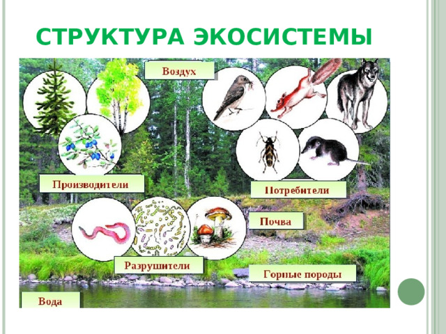 Взаимодействие организмов в природном сообществе 5 класс. Природное сообщество экосистема. Взаимосвязи в природном сообществе. Структура экосистемы. Взаимосвязи организмов в природных сообществах.