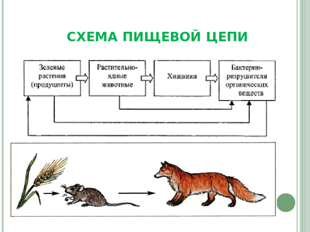 СХЕМА ПИЩЕВОЙ ЦЕПИ 