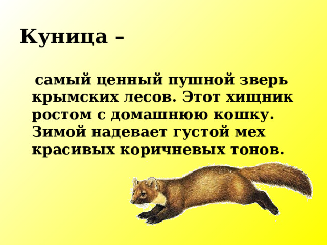Куница –  самый ценный пушной зверь крымских лесов. Этот хищник ростом с домашнюю кошку. Зимой надевает густой мех красивых коричневых тонов. 