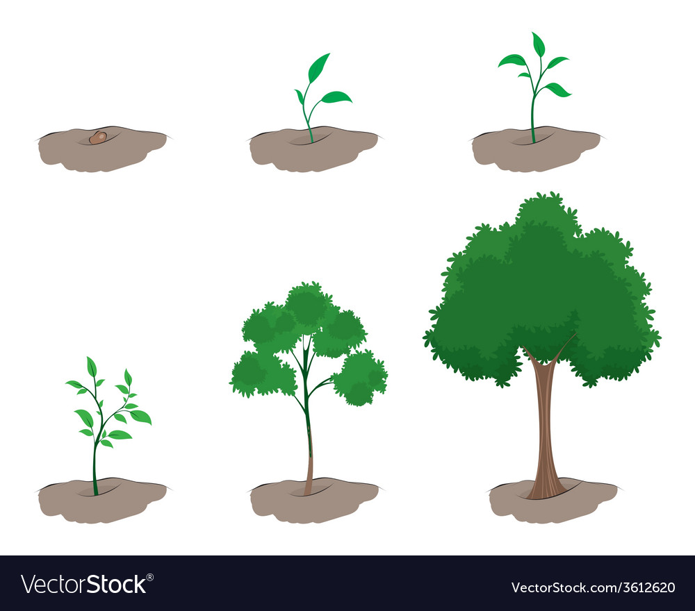Этапы роста дерева