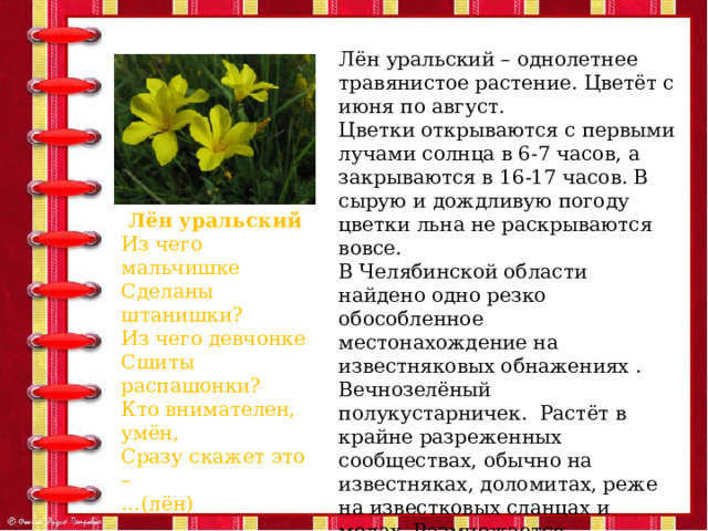 Лён уральский – однолетнее травянистое растение. Цветёт с июня по август. Цветки открываются с первыми лучами солнца в 6-7 часов, а закрываются в 16-17 часов. В сырую и дождливую погоду цветки льна не раскрываются вовсе. В Челябинской области найдено одно резко обособленное местонахождение на известняковых обнажениях . Вечнозелёный полукустарничек. Растёт в крайне разреженных сообществах, обычно на известняках, доломитах, реже на известковых сланцах и мелах. Размножается семенами. Максимальный возраст до 10 лет. Лён уральский Из чего мальчишке Сделаны штанишки? Из чего девчонке Сшиты распашонки? Кто внимателен, умён, Сразу скажет это – … (лён) 