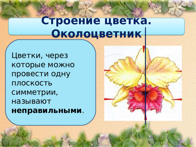 Строение цветка. Околоцветник Цветки, через которые можно провести одну плоскость симметрии, называют неправильными . 