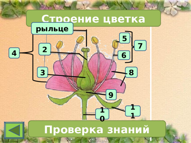 Строение цветка рыльце 5 7 2 4 6 8 3 9 11 10 Проверка знаний 