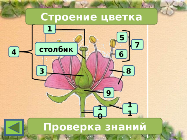 Строение цветка 1 5 7 столбик 4 6 8 3 9 11 10 Проверка знаний 