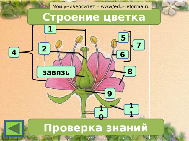 Мой университет – www/edu-reforma.ru Строение цветка 1 5 7 2 4 6 8 завязь 9 11 10 Проверка знаний 