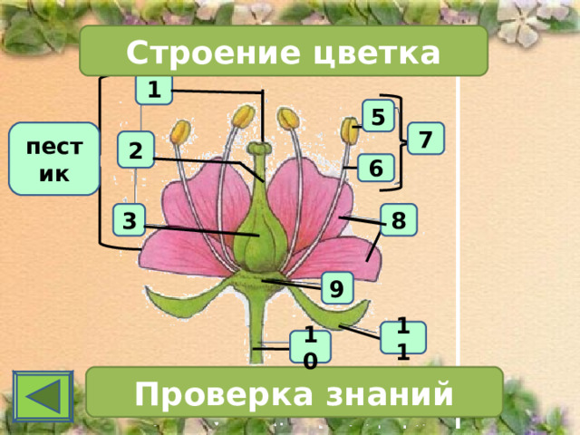 Строение цветка 1 5 7 пестик 2 6 3 8 9 11 10 Проверка знаний 