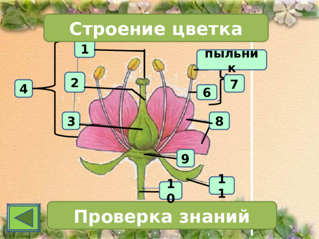 Строение цветка 1 пыльник 2 7 4 6 3 8 9 11 10 Проверка знаний 