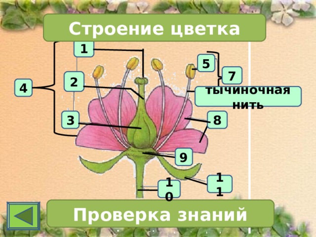 Строение цветка 1 5 7 2 4 тычиночная нить 3 8 9 11 10 Проверка знаний 