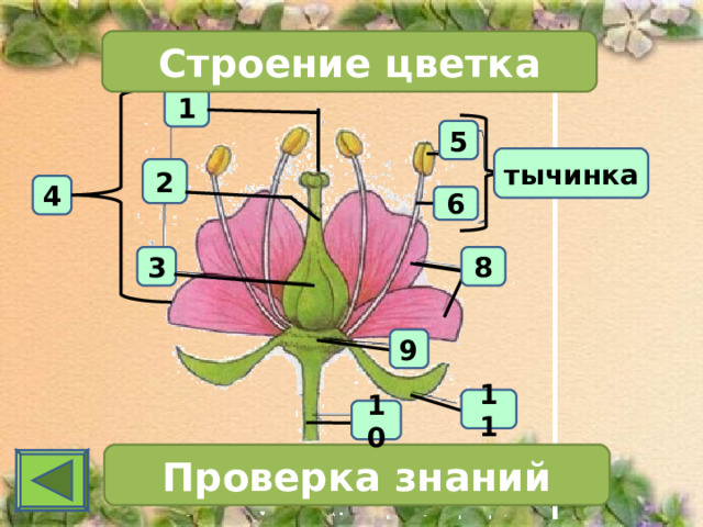 Строение цветка 1 5 тычинка 2 4 6 3 8 9 11 10 Проверка знаний 