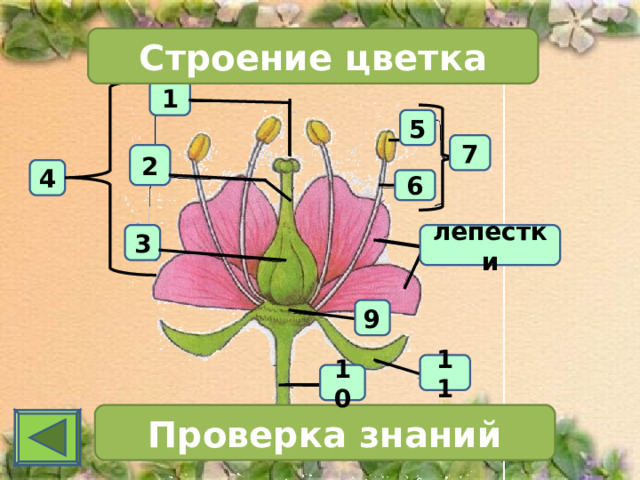 Строение цветка 1 5 7 2 4 6 3 лепестки 9 11 10 Проверка знаний 