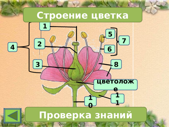 Строение цветка 1 5 7 2 4 6 3 8 цветоложе 11 10 Проверка знаний 