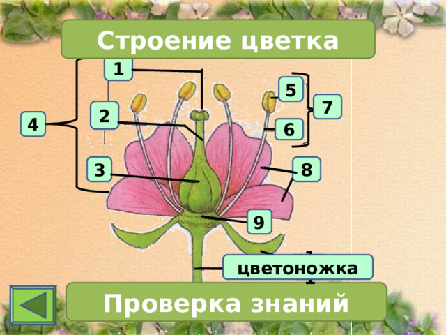 Строение цветка 1 5 7 2 4 6 3 8 9 11 цветоножка Проверка знаний 