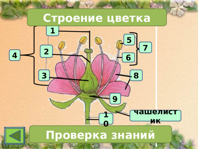 Строение цветка 1 5 7 2 4 6 3 8 9 чашелистик 10 Проверка знаний 