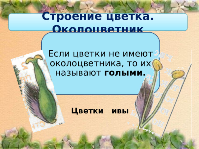 Строение цветка. Околоцветник Если цветки не имеют околоцветника, то их называют голыми. Цветки ивы 