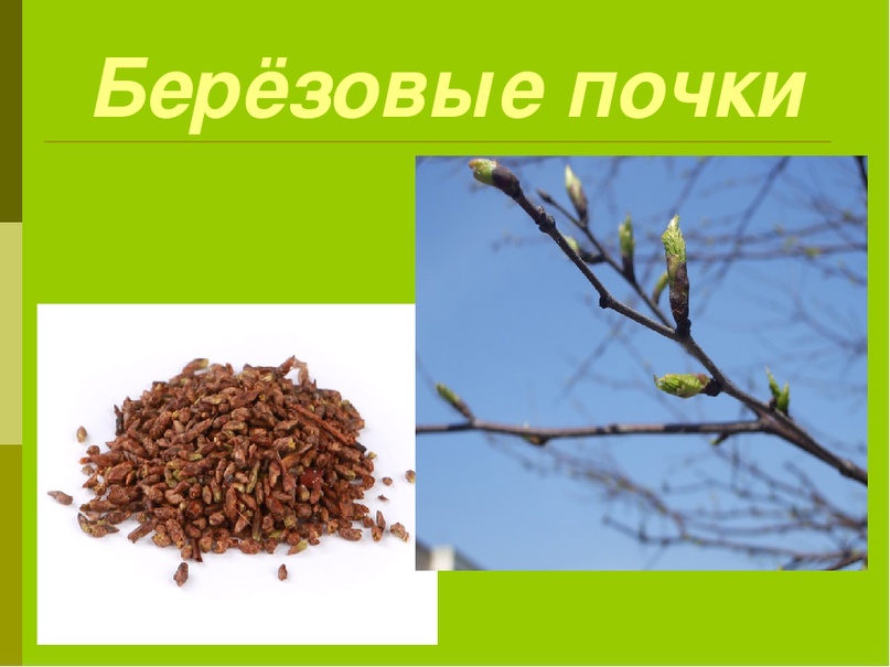 Береза почки рисунок