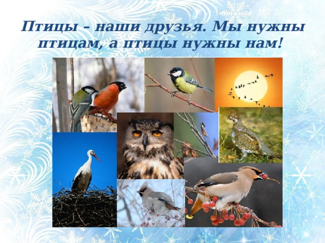 Птицы – наши друзья. Мы нужны птицам, а птицы нужны нам! Птицы – наши друзья. Мы нужны птицам, а птицы нужны нам! ( интересные факты о птицах) - Красота птиц, их пение приносят человеку радость. Но кроме этого, птицы приносят огромную пользу садам, полям, лесам и огородам. Синица за сутки съедает столько насекомых, сколько весит сама. Семейство скворцов за день уничтожает 350 гусениц, жуков, улиток. Грач, следуя за плугом способен уничтожить за день 400 червей. Семья ласточек за лето уничтожает около миллиона различных насекомых-вредителей. Сова способна съесть за день 10 мышей полёвок, а за год около 1200 грызунов. Кукушка, как известно, плохая мать. Зато за лето съедает до 270 тысяч крупных гусениц. Многие птицы – санитары. Вороны, галки, коршуны, сороки и некоторые другие, питаясь на городских свалках способствуют оздоровлению местности.  
