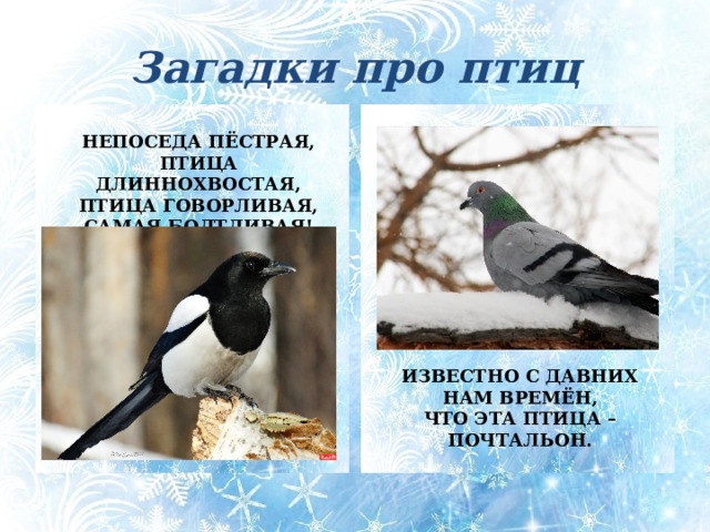 Загадки про птиц НЕПОСЕДА ПЁСТРАЯ,  ПТИЦА ДЛИННОХВОСТАЯ,  ПТИЦА ГОВОРЛИВАЯ,  САМАЯ БОЛТЛИВАЯ! Непоседа пёстрая, Птица длиннохвостая, Птица говорливая, Самая болтливая! (Сорока) Известно с давних нам времён, Что эта птица – почтальон. (Голубь) ИЗВЕСТНО С ДАВНИХ НАМ ВРЕМЁН,  ЧТО ЭТА ПТИЦА – ПОЧТАЛЬОН.  