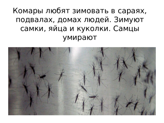 Комары любят зимовать в сараях, подвалах, домах людей. Зимуют самки, яйца и куколки. Самцы умирают 