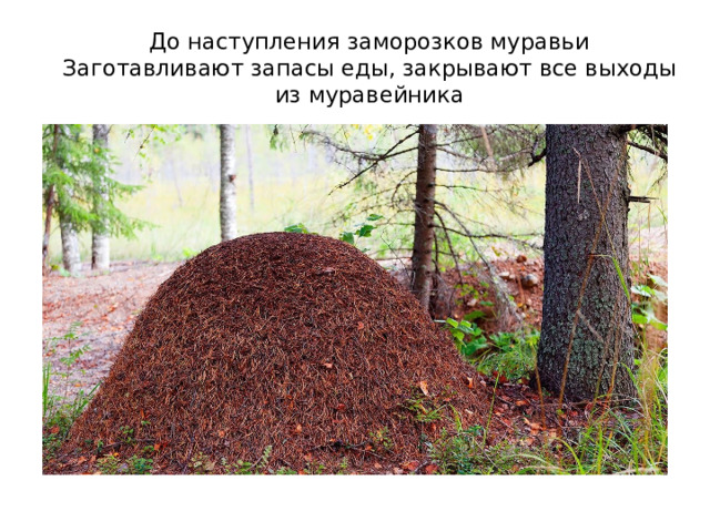 До наступления заморозков муравьи Заготавливают запасы еды, закрывают все выходы из муравейника 
