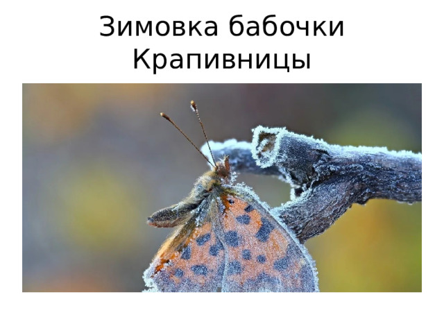 Зимовка бабочки Крапивницы 