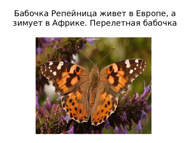 Бабочка Репейница живет в Европе, а зимует в Африке. Перелетная бабочка 