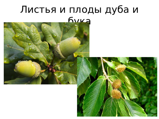 Листья и плоды дуба и бука 