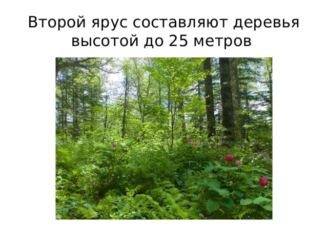 Второй ярус составляют деревья высотой до 25 метров 